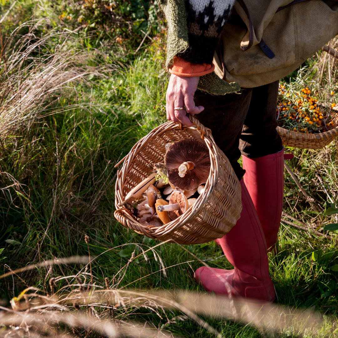 Naturalist-in-Residence John C. Newman presented on Foraging for Beginners and now his presentation is available online