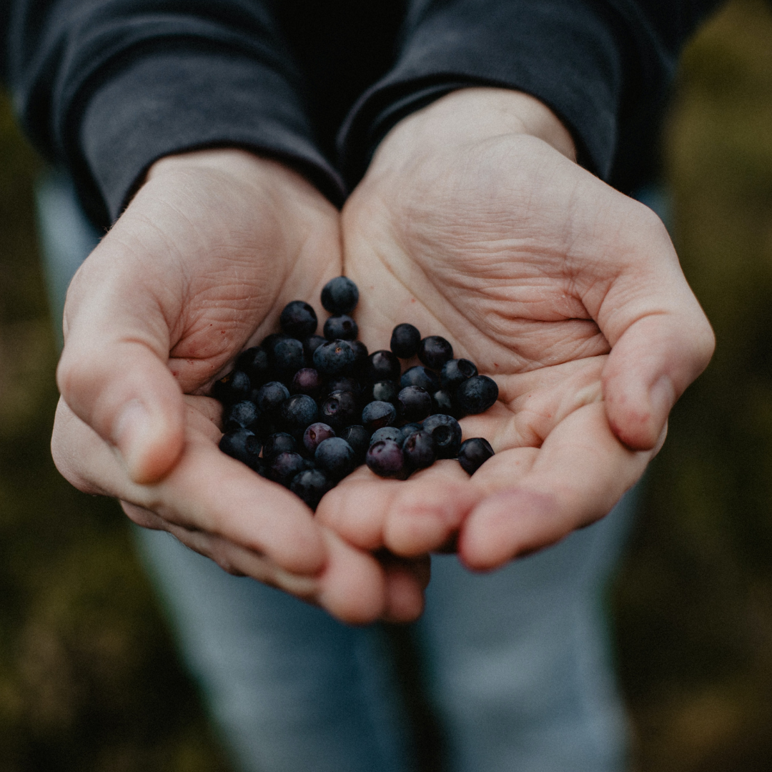 Local Foraging Resources put together by Madison Public Library's Naturalist-in-Residence John C. Newman