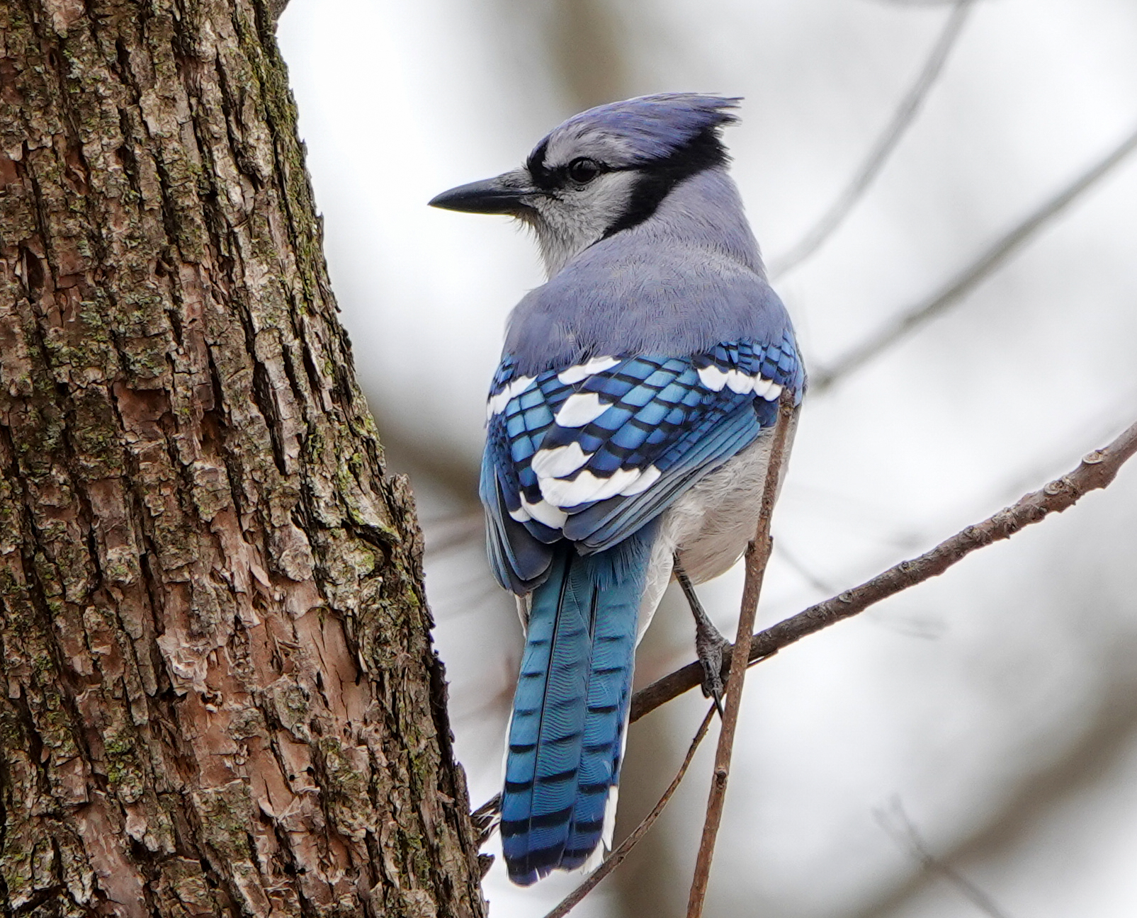 Blue Jay photographed by Megan Heneke