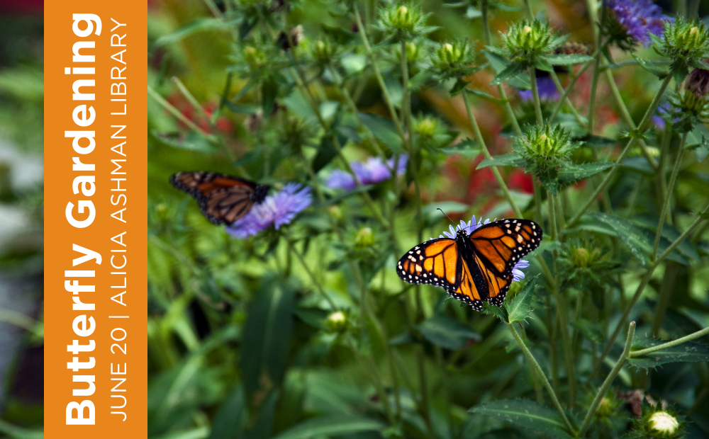 Butterfly Gardening class at Alicia Ashman Library on June 20, 2024