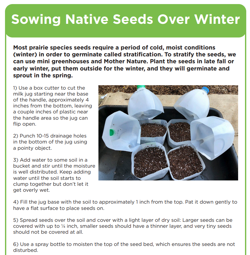 Madison Public Library's guide to sowing native seeds over winter - part of the Seed Library