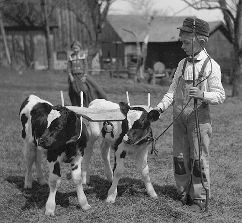 Cow Training