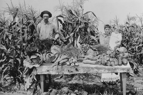 Vegetable Stand