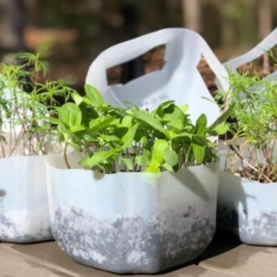 Milk jugs cut in half with plants growing in them