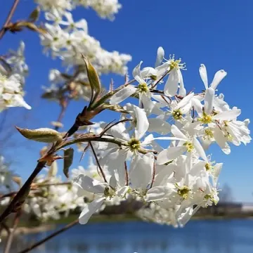 A branch of Allegheny serviceberry with white blossoms