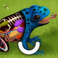 blue frog with a cutaway body revealing inner anatomy